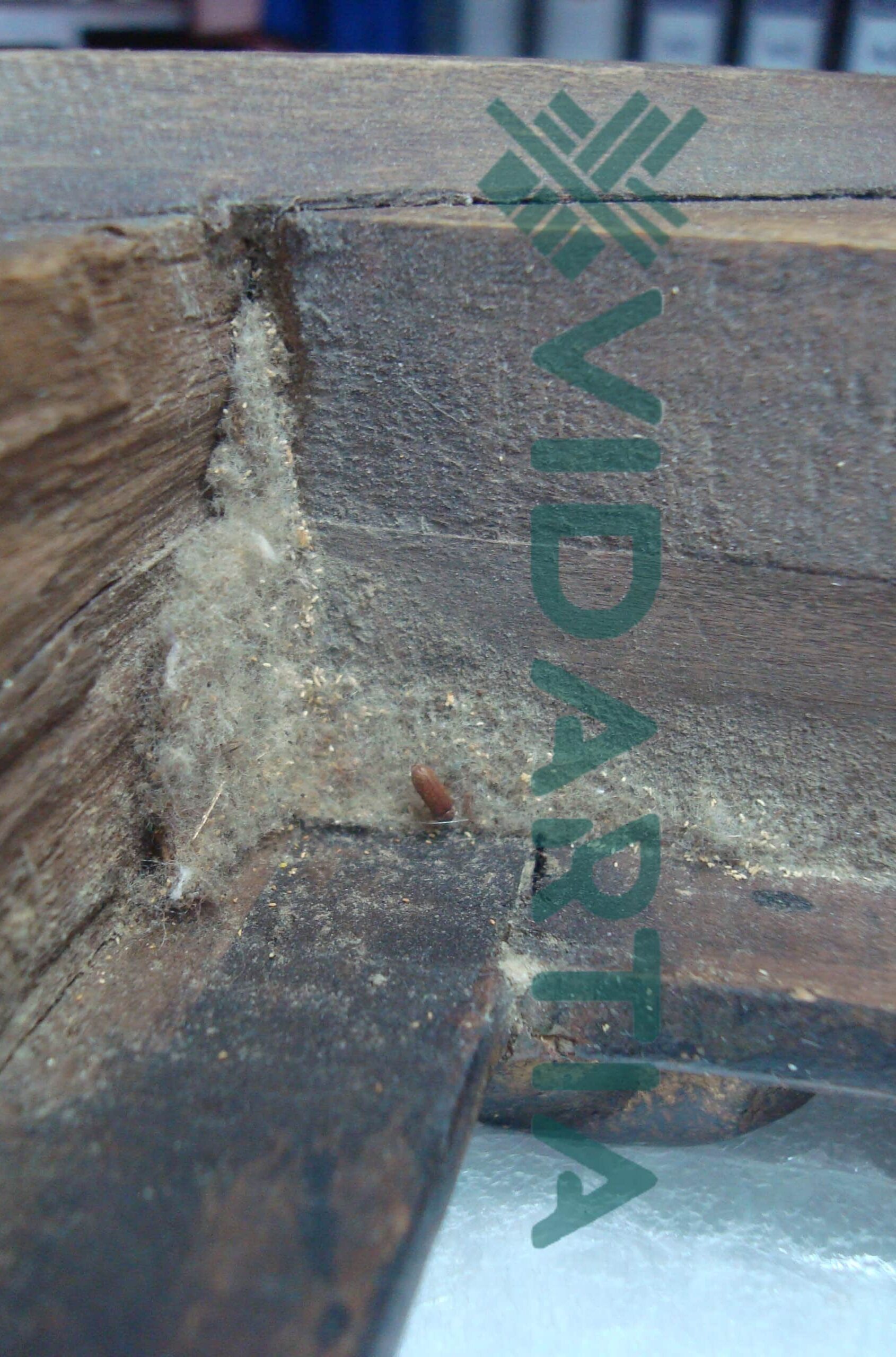 Asesoría profesional en cada etapa de restauración y conservación de arte Asesoría en restauración de arte